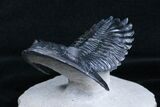 Flying Hollardops Trilobite - Great Preservation #3968-6
